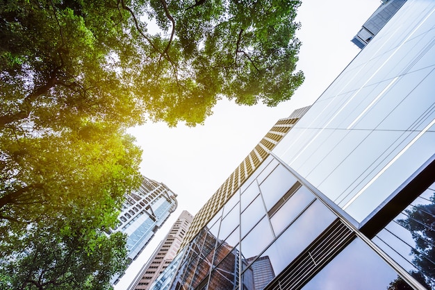 Skyscrapers next to a tree, representing the importance of sustainable commercial construction projects.